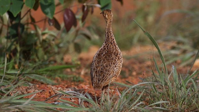 Tinamou tacheté - ML577784991