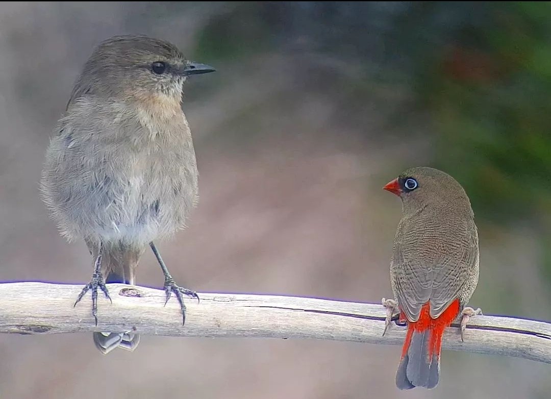 Dusky Robin - ML577785451