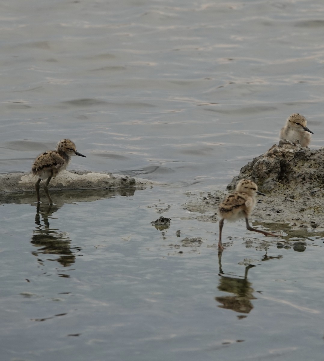 Black-winged Stilt - ML577785611