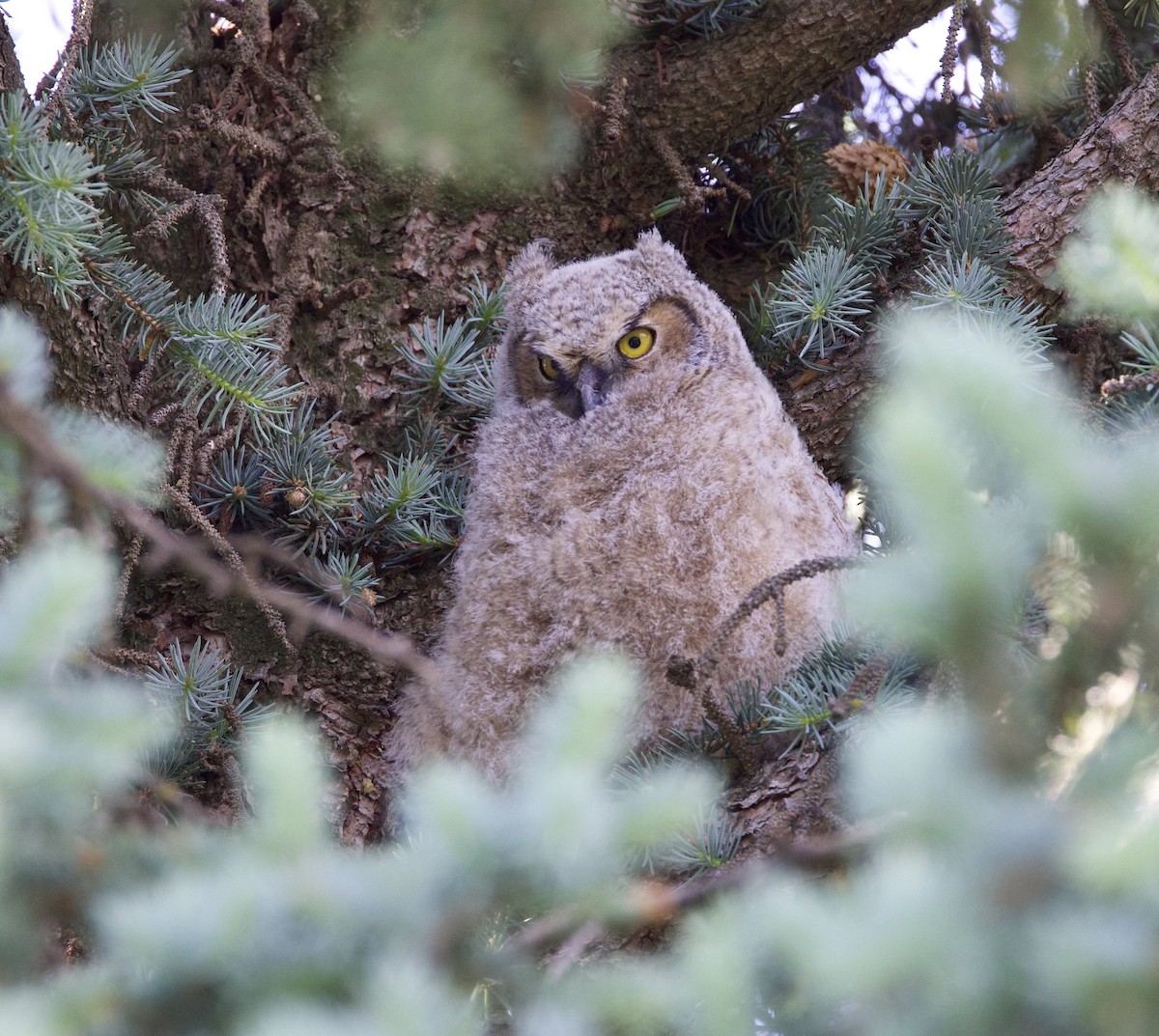 Hontz virginiarra - ML577785671