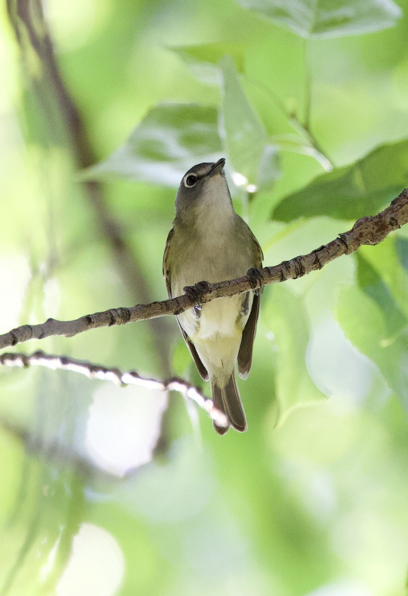 Cassin's Vireo - ML577785771