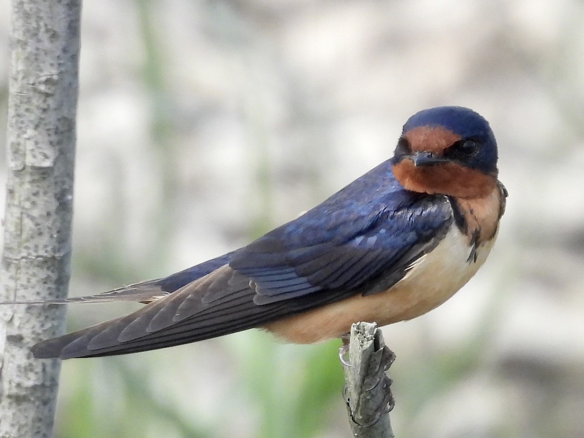 Barn Swallow - ML577786951