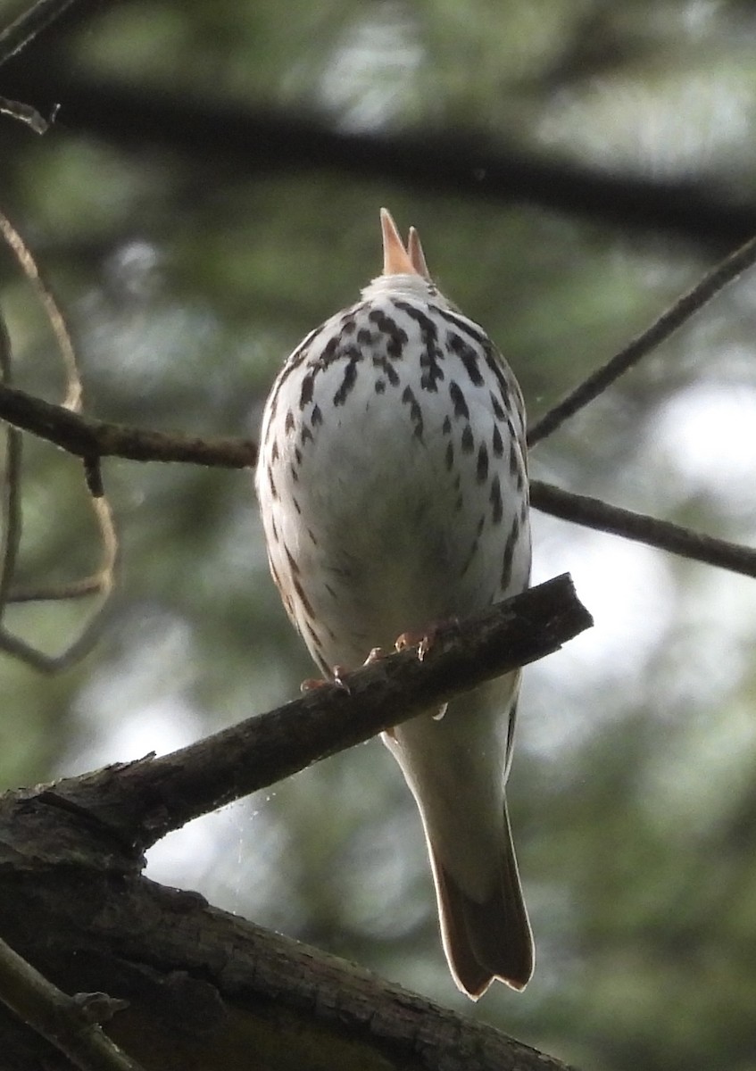 Ovenbird - ML577787131