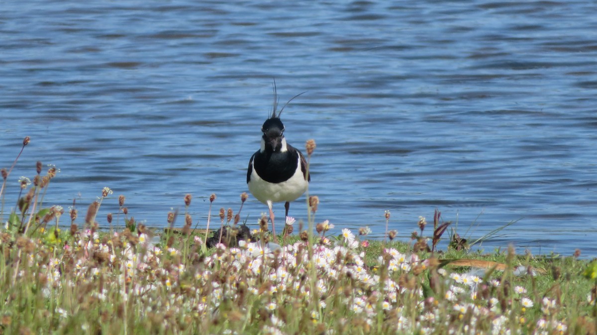 Northern Lapwing - ML577787181