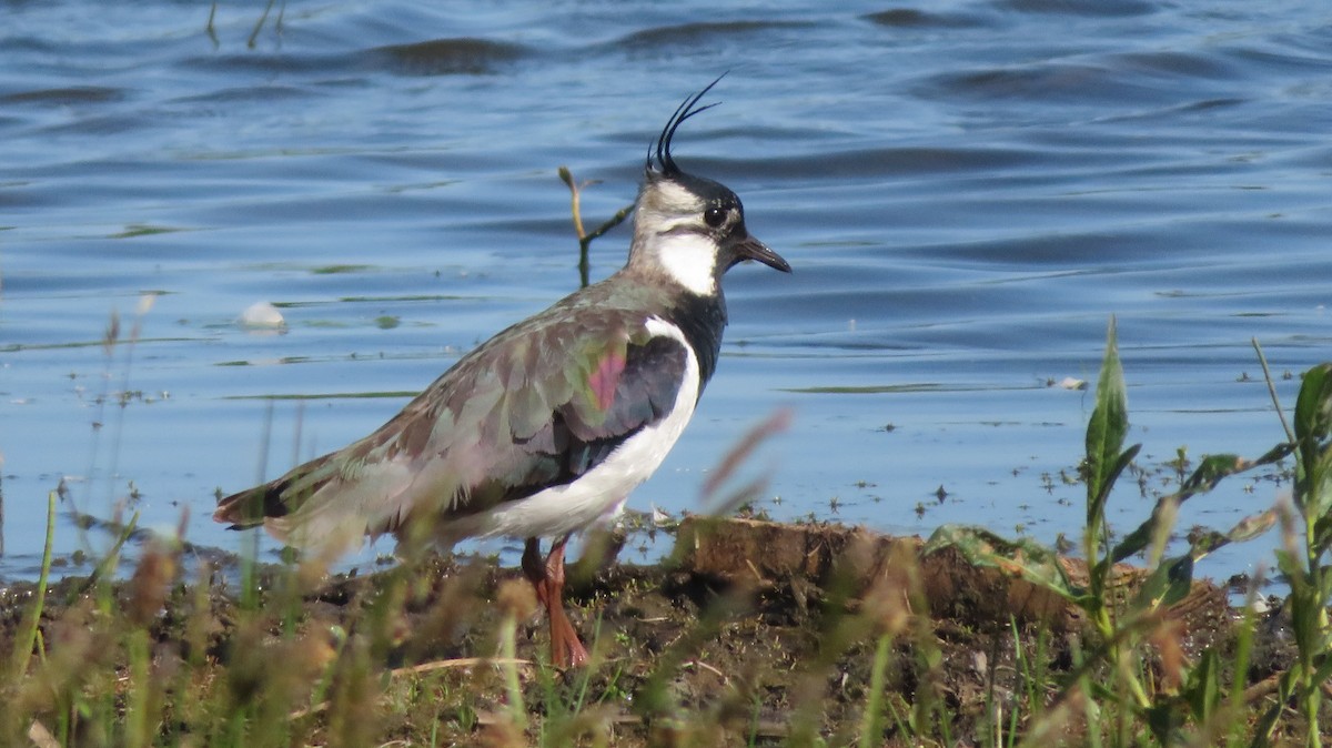 Northern Lapwing - ML577787201