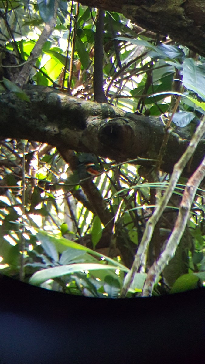 American Pygmy Kingfisher - ML57778771