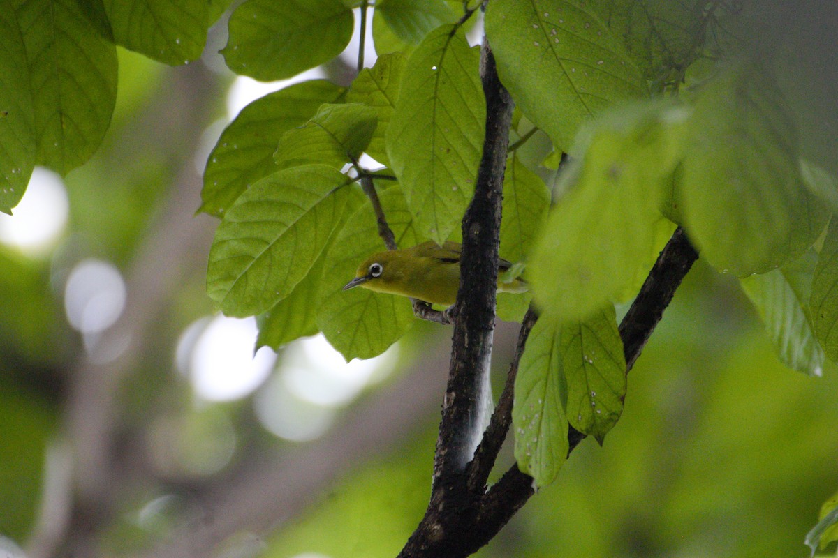 Lemon-bellied White-eye - Hanom Bashari