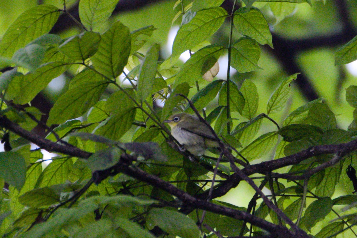 Lemon-bellied White-eye - ML577788101