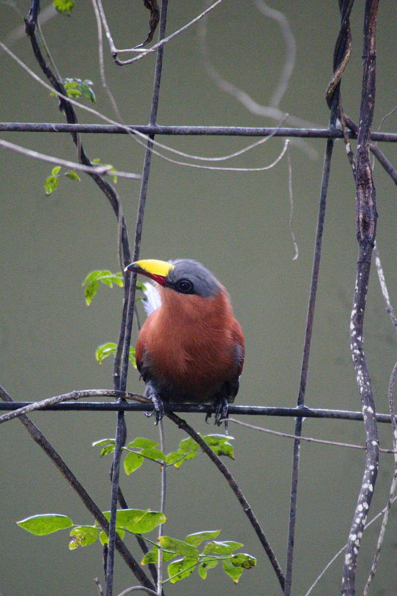 Yellow-billed Malkoha - ML577788221