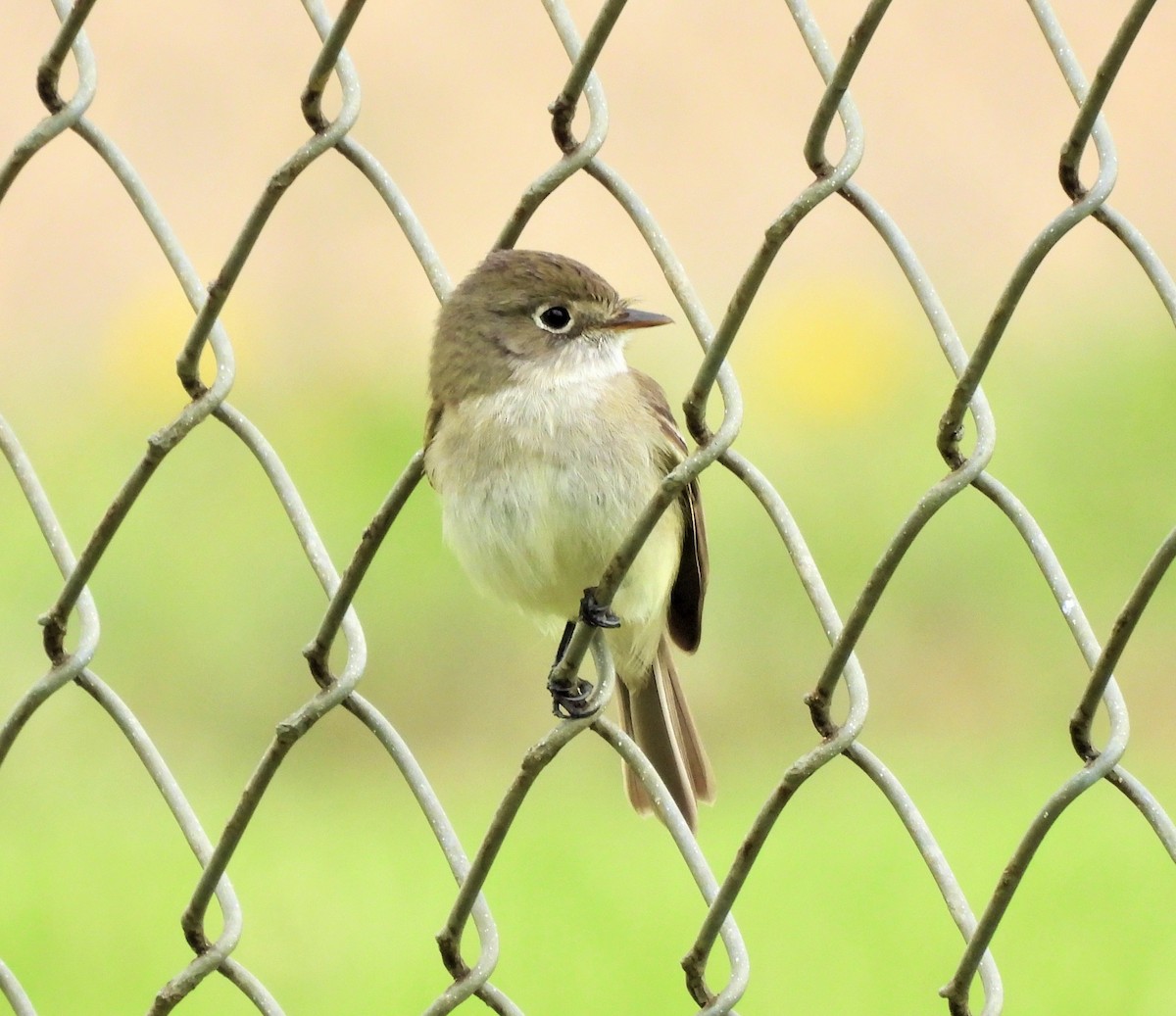 Least Flycatcher - ML577790481