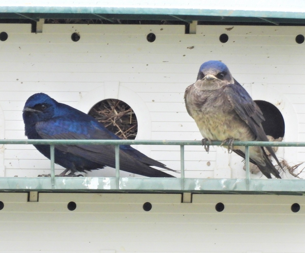 Purple Martin - Jan Thom