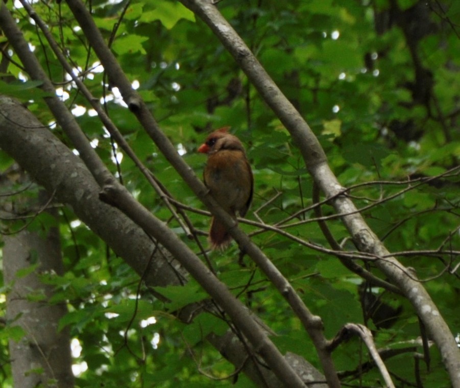 Cardinal rouge - ML577791071