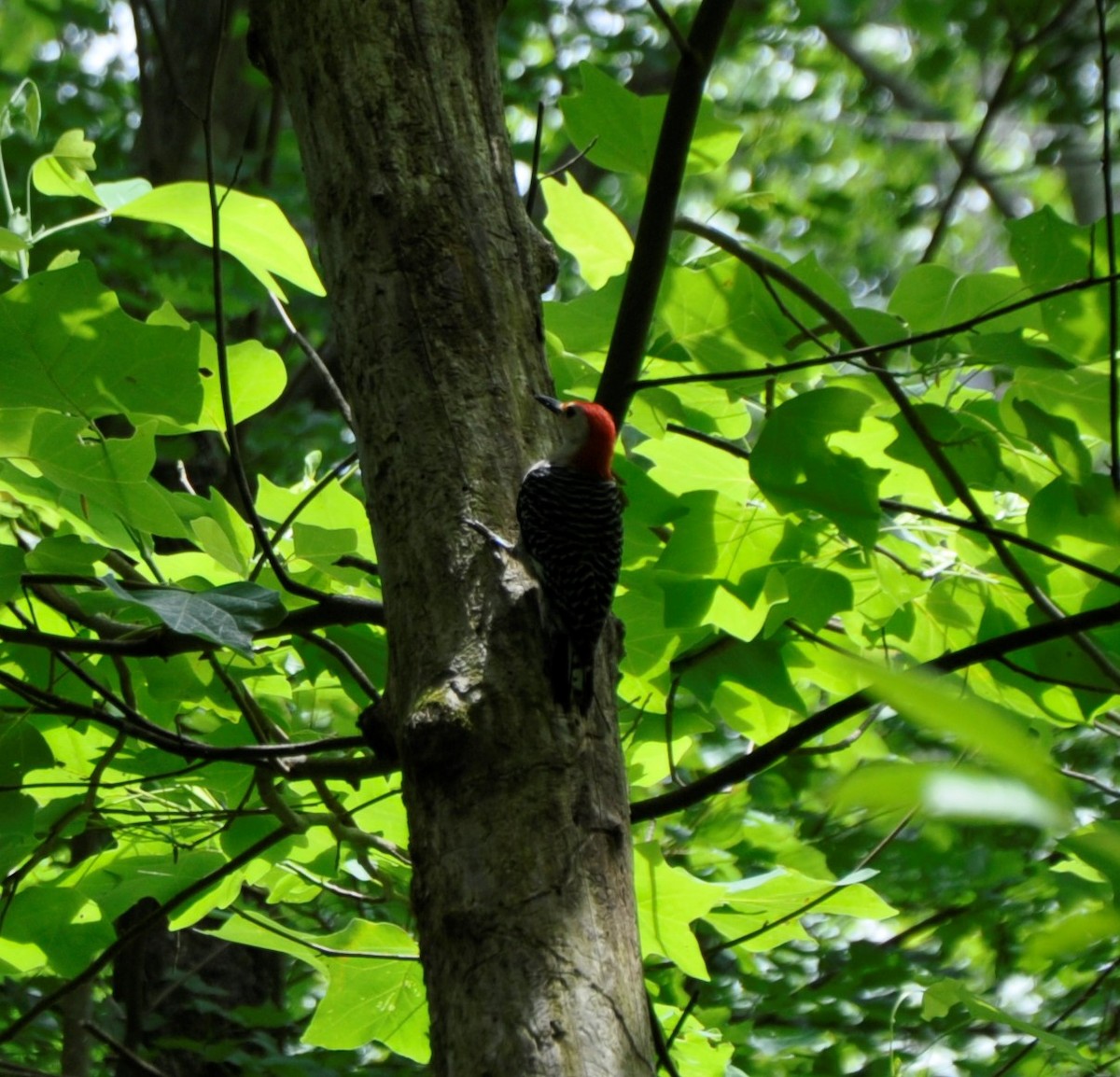 Red-bellied Woodpecker - Steven Joyner