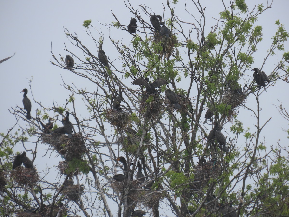 Double-crested Cormorant - ML577791471