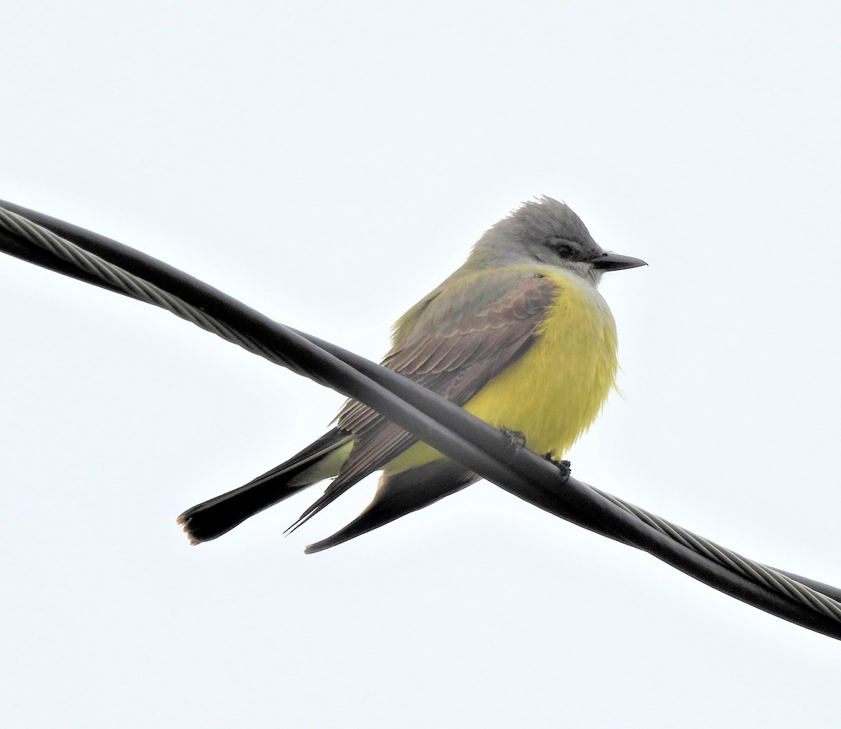 Western Kingbird - ML577791531