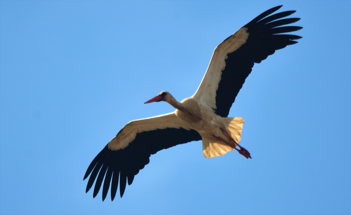 White Stork - ML577791781