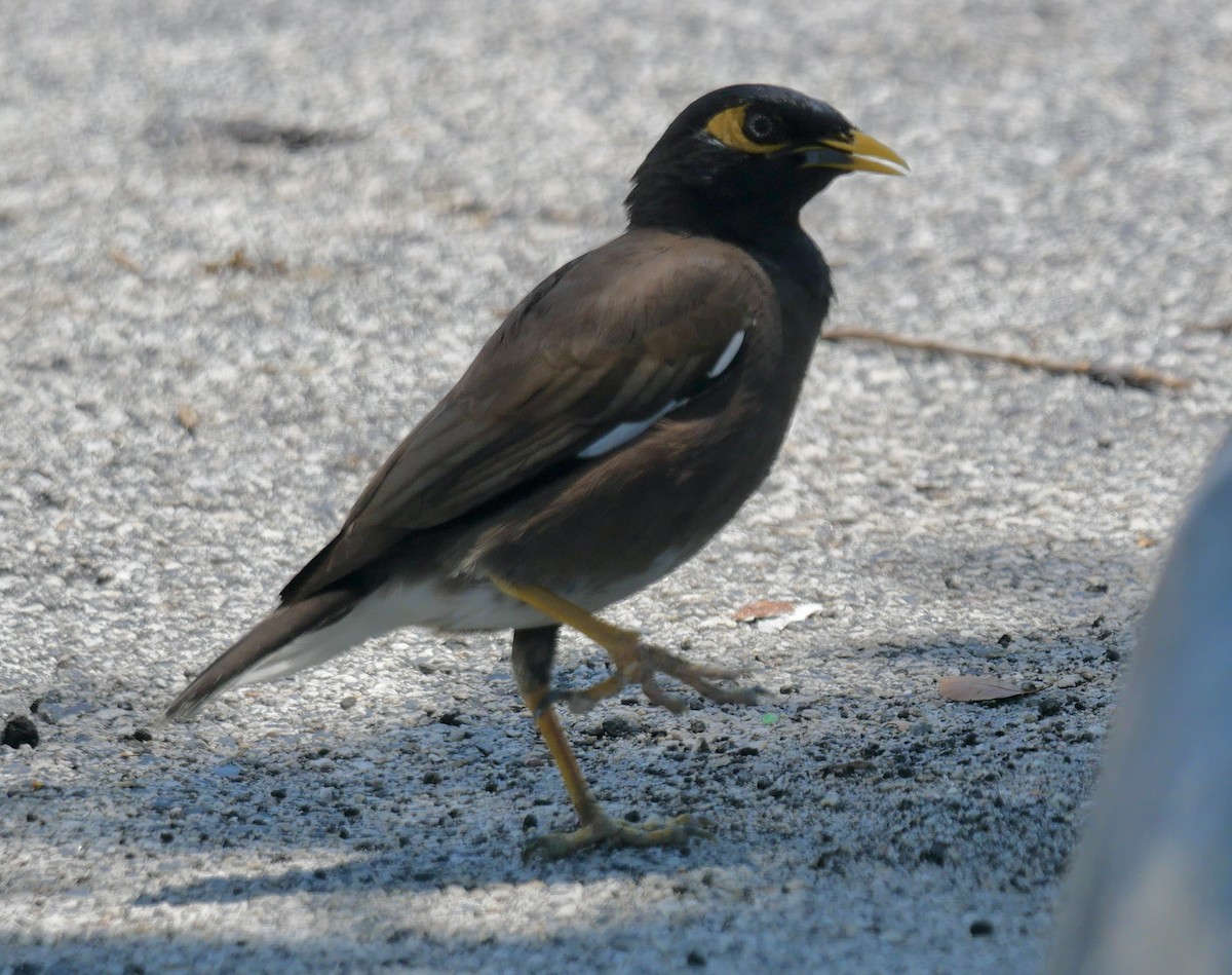 Common Myna - Rebecca Smith
