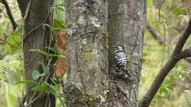 Gray-capped Pygmy Woodpecker - ML577792291