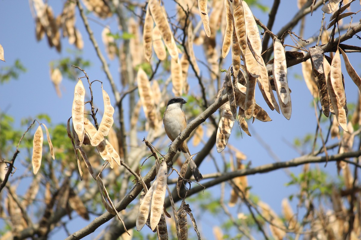 Gray-backed Shrike - ML577792651