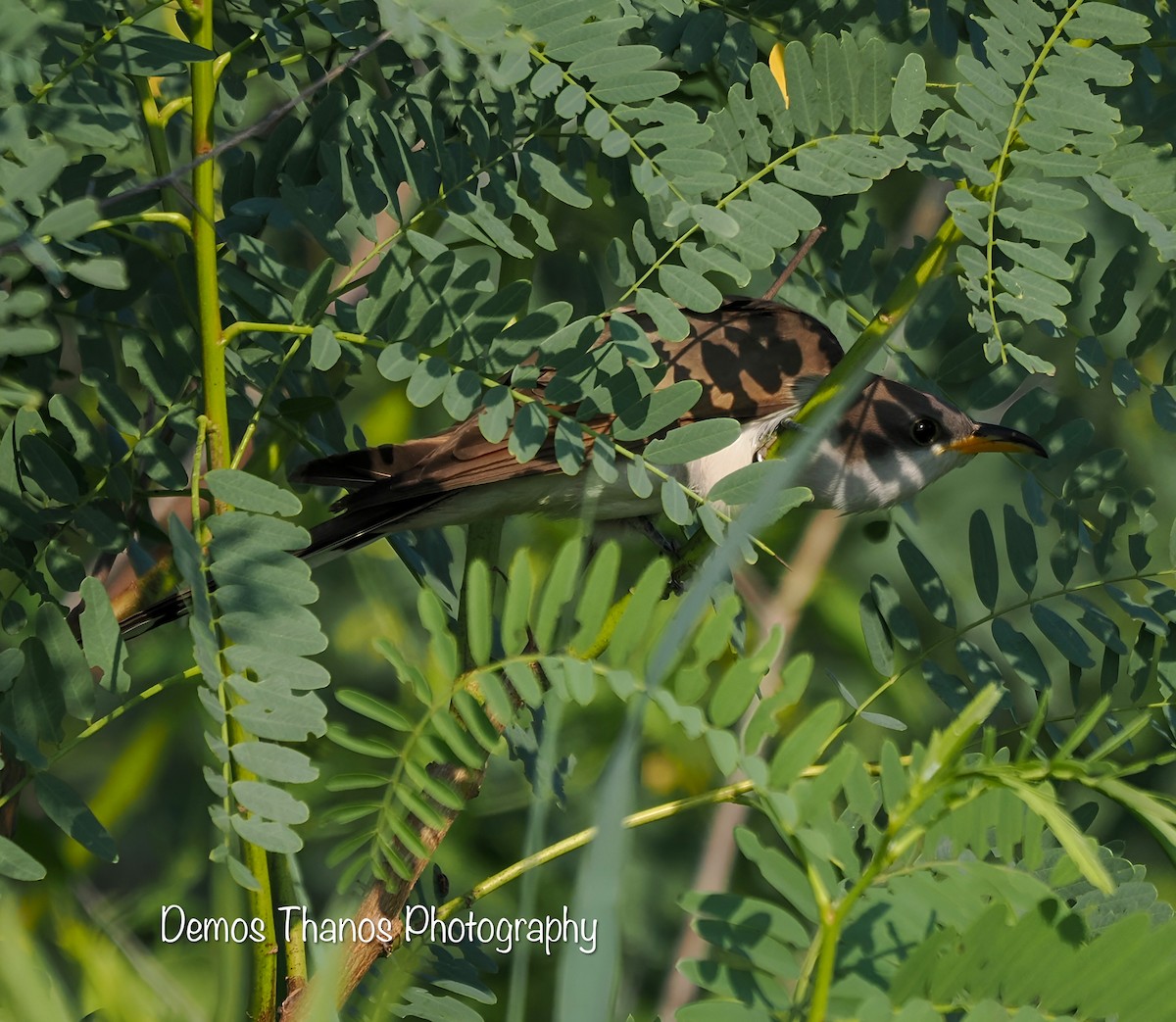 Yellow-billed/Black-billed Cuckoo - ML577792731