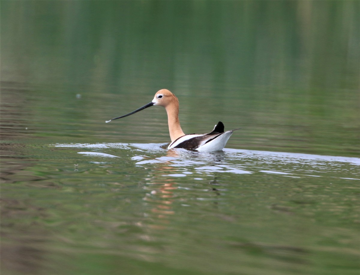 American Avocet - ML577793971