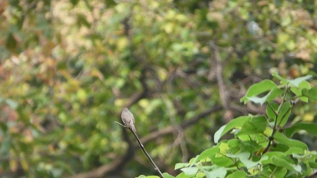 Dark-sided Flycatcher - ML577794061