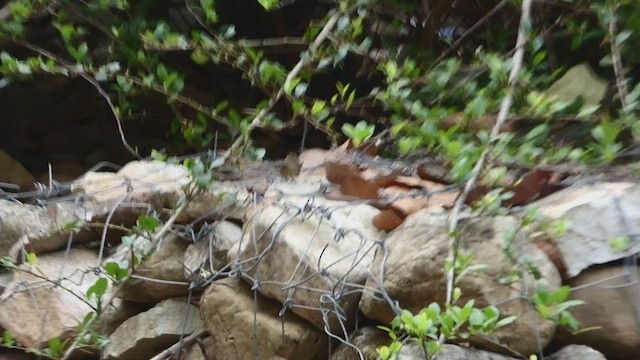 budníček pokřovní - ML577794531