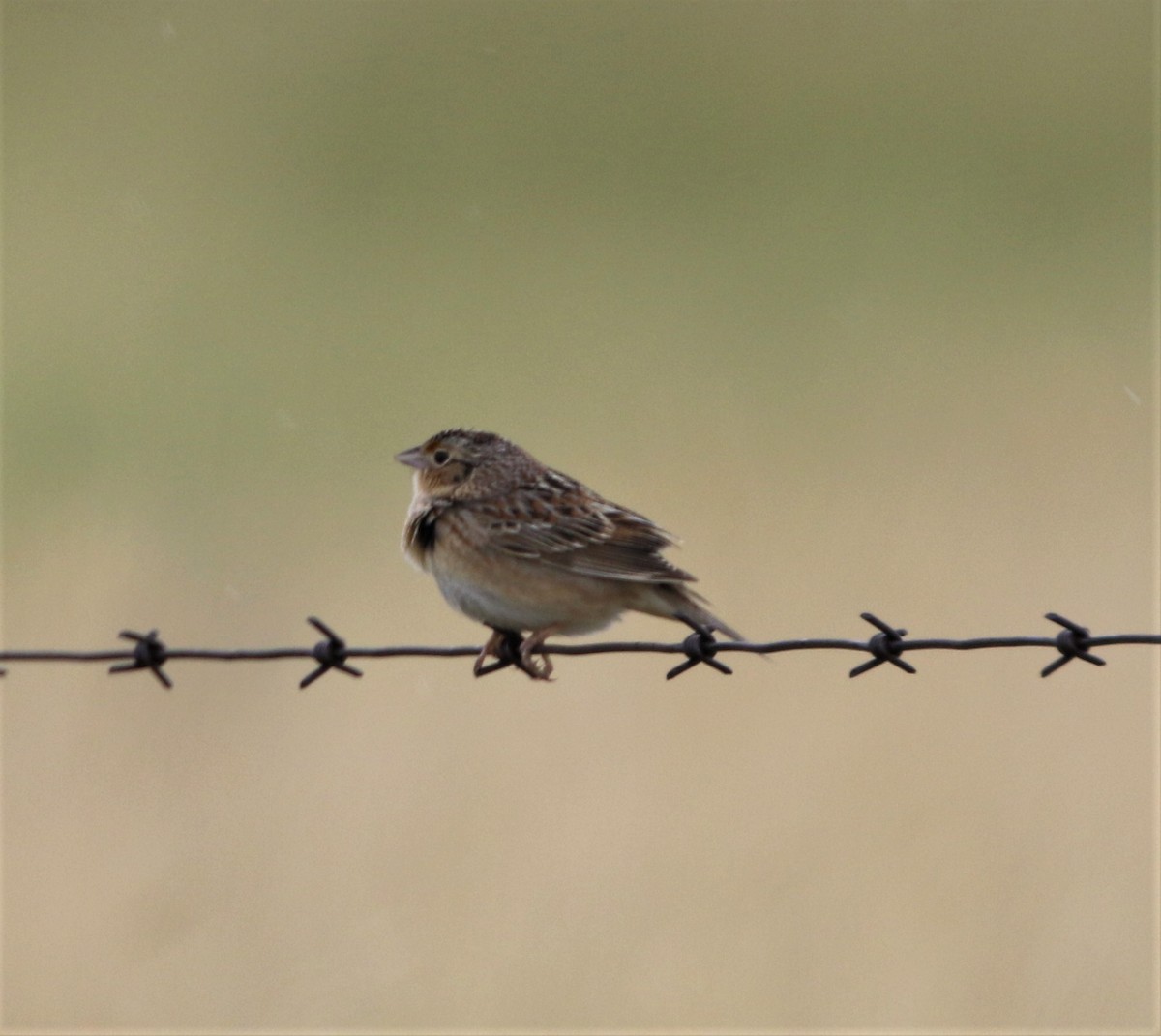 Grasshopper Sparrow - ML577794771