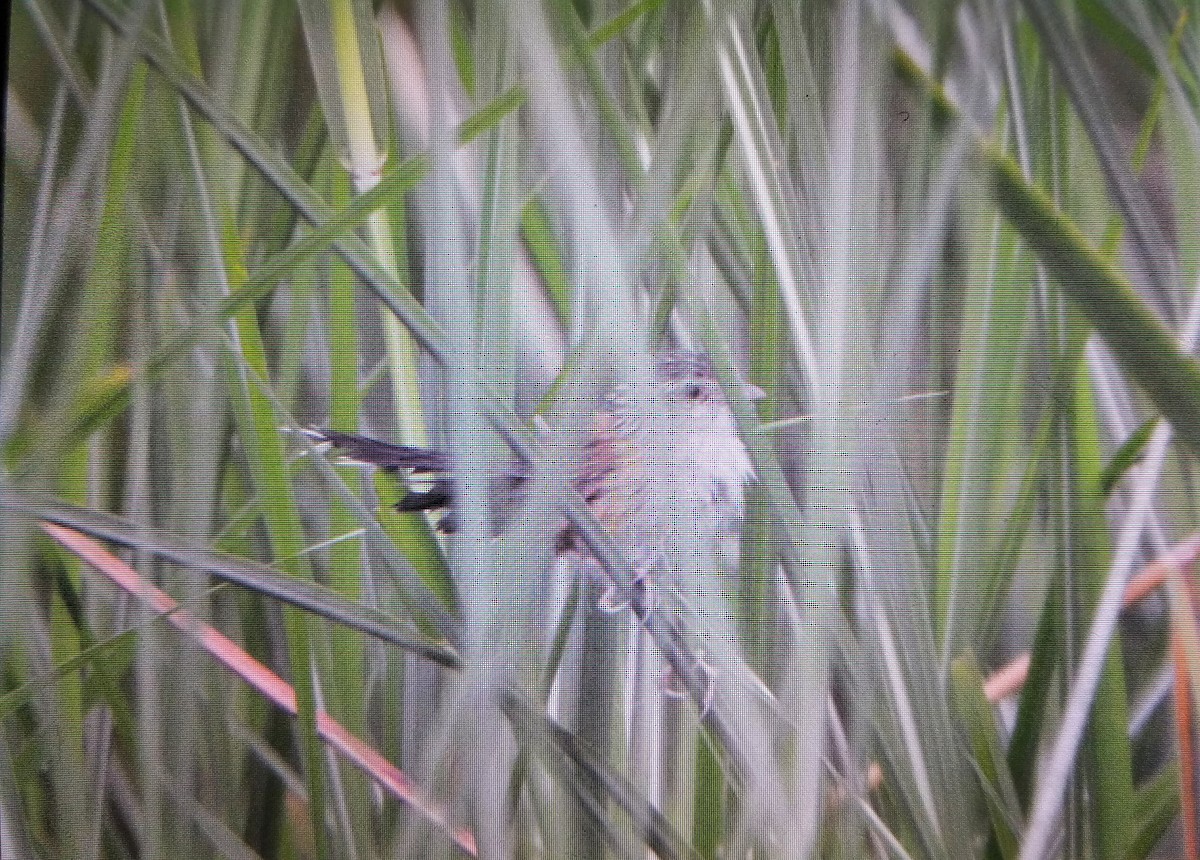 Indian Grassbird - ML577795321