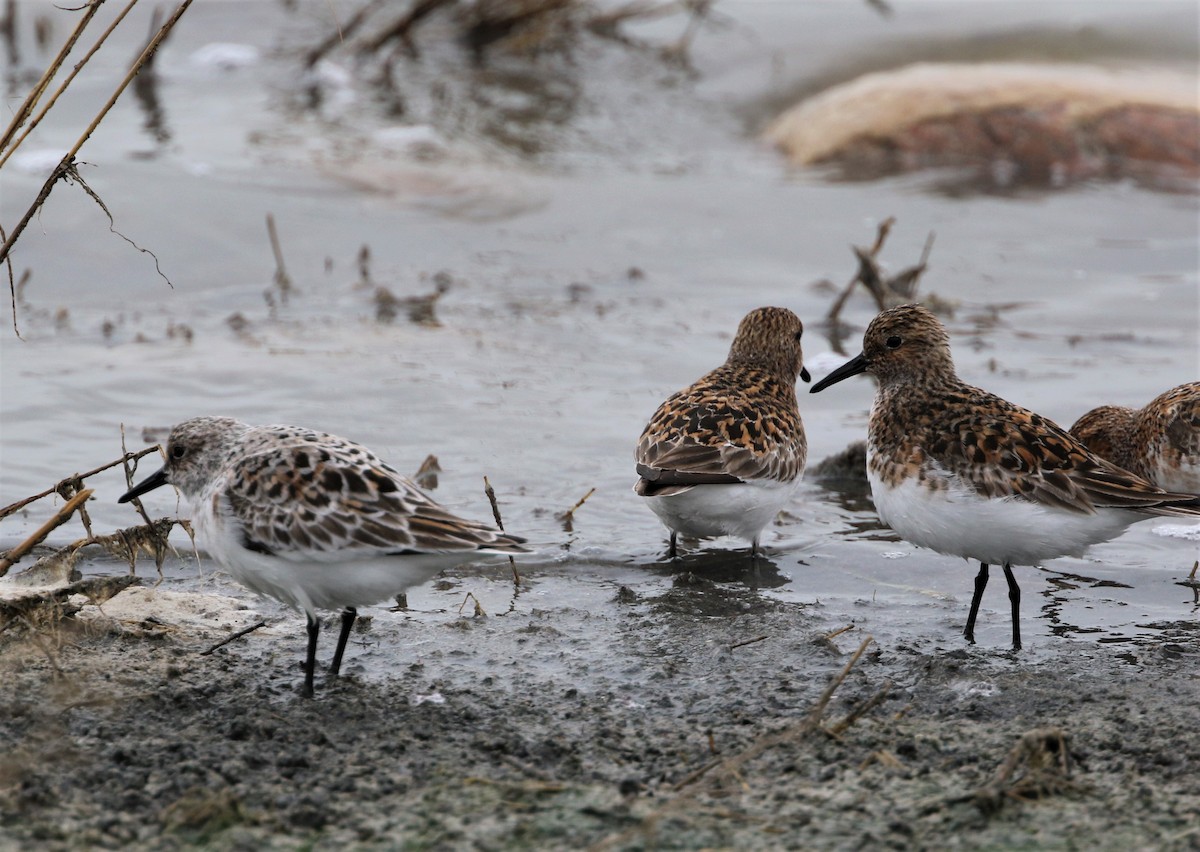 Sanderling - ML577796791