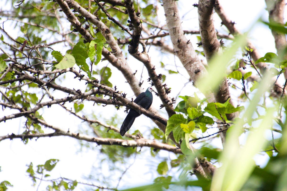 Sula Cuckoo-Dove - ML577798511