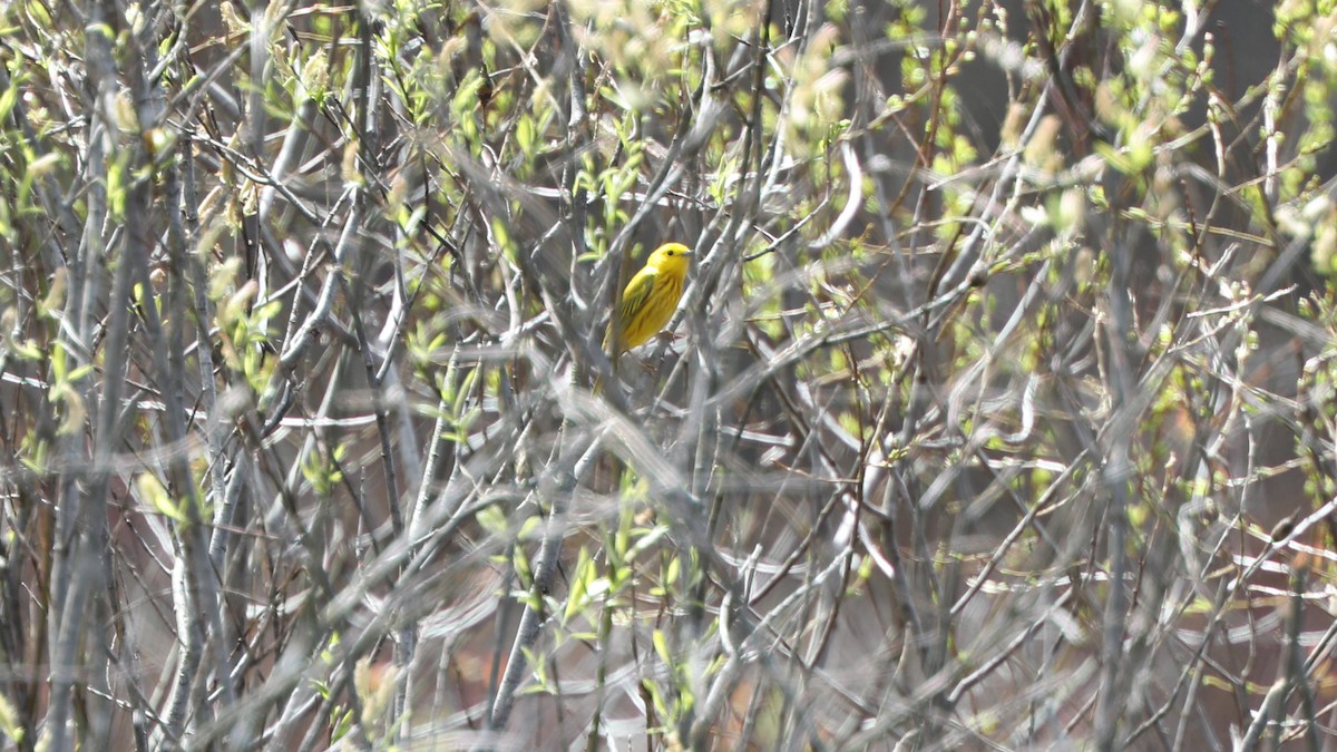 Yellow Warbler - Daniel Jauvin