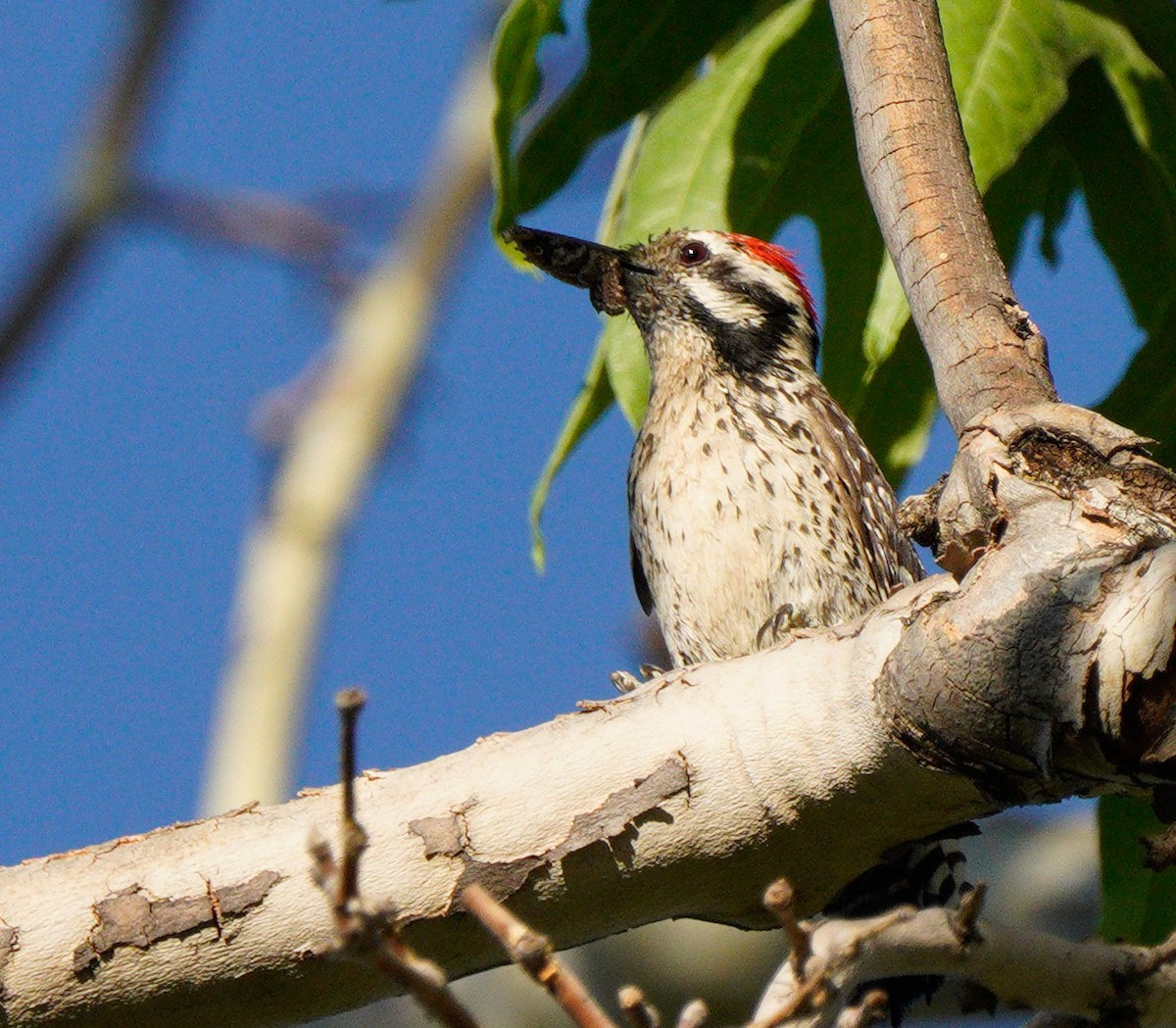 Ladder-backed Woodpecker - ML577798711