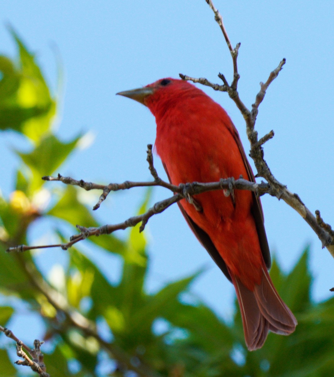 Summer Tanager - Gaurav Parekh