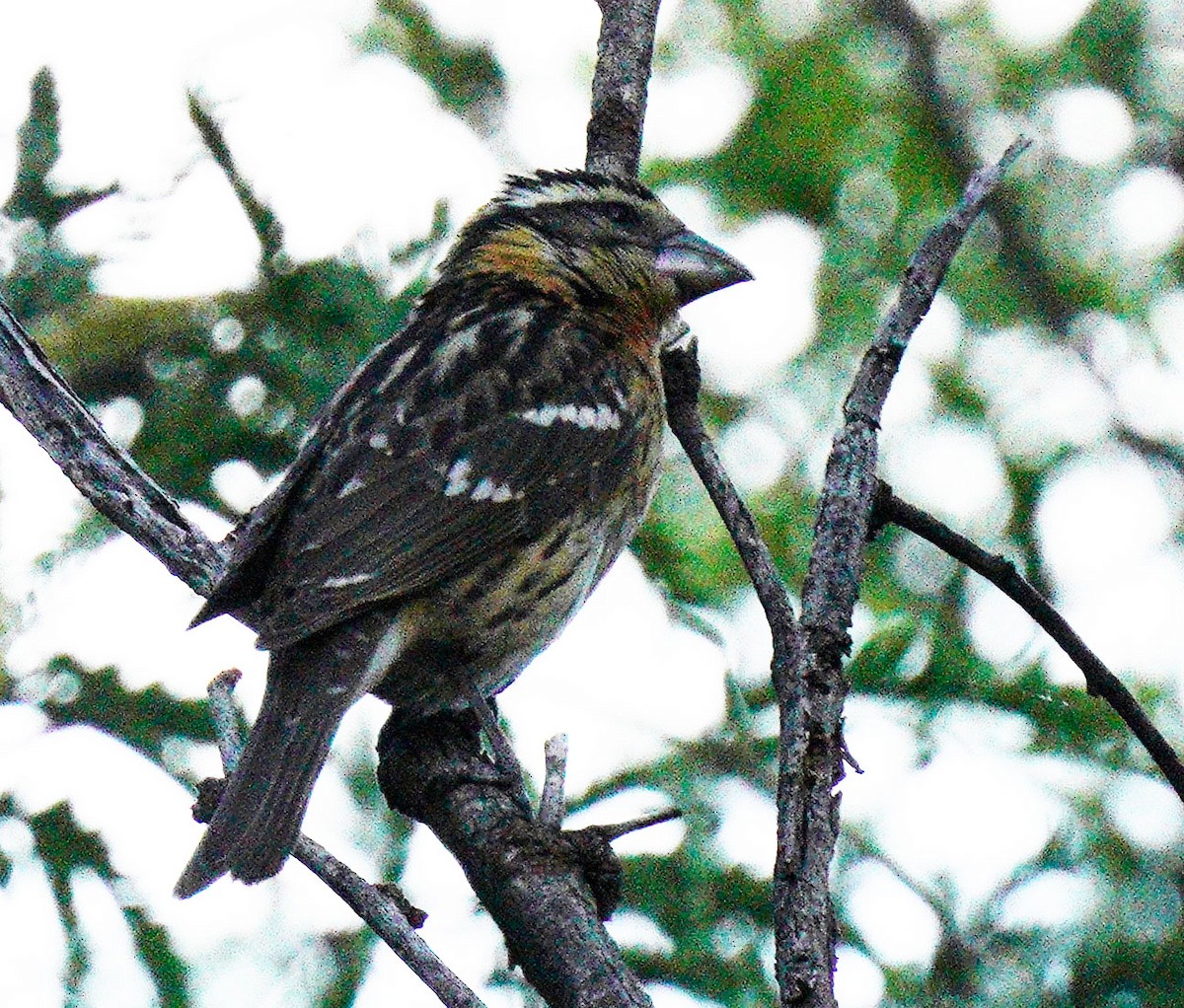 Black-headed Grosbeak - ML577798811