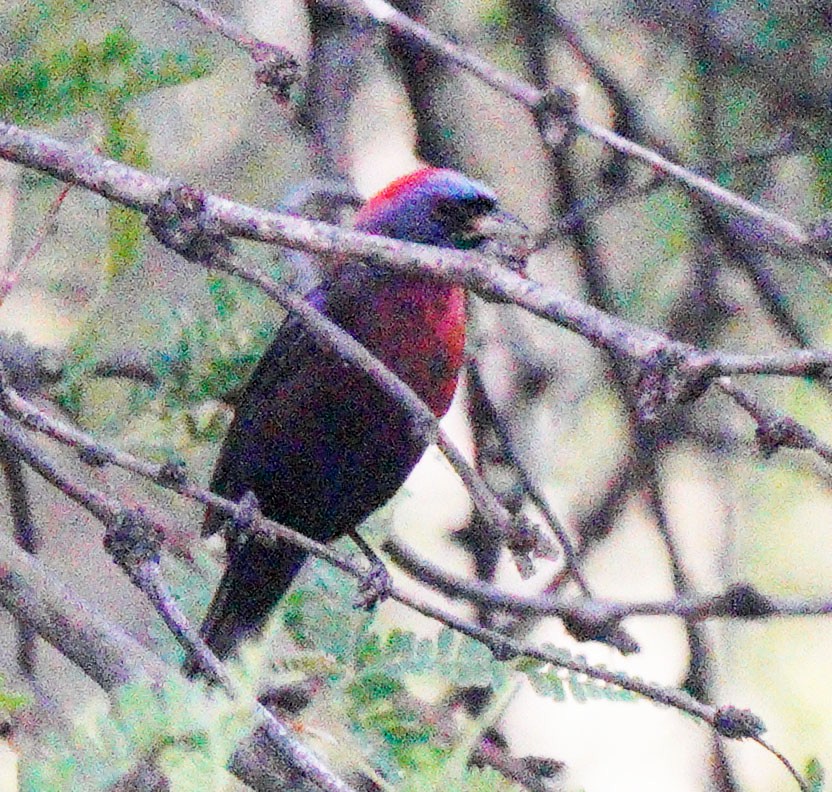 Varied Bunting - ML577798851