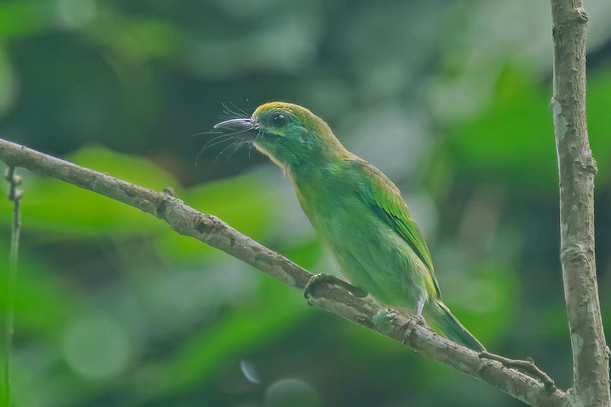 Mavi Kulaklı Barbet - ML577798971