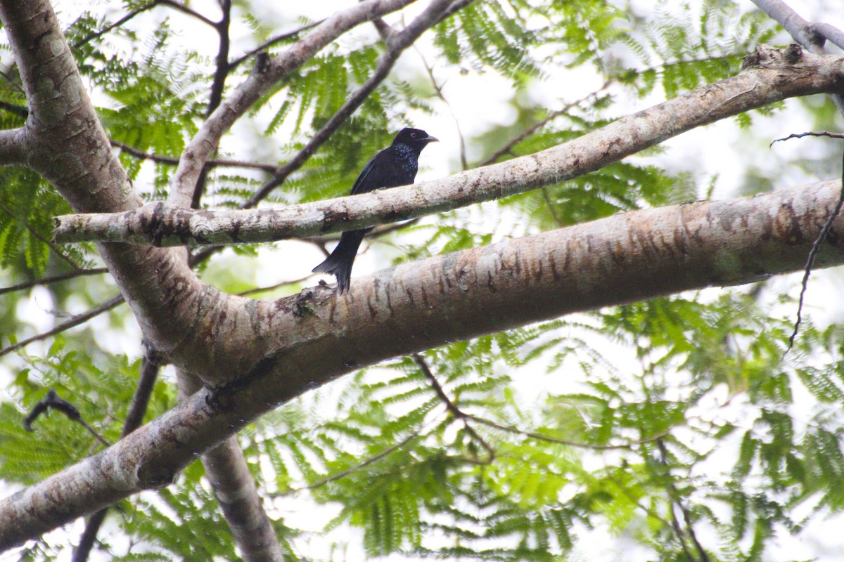 Hair-crested Drongo - ML577798991
