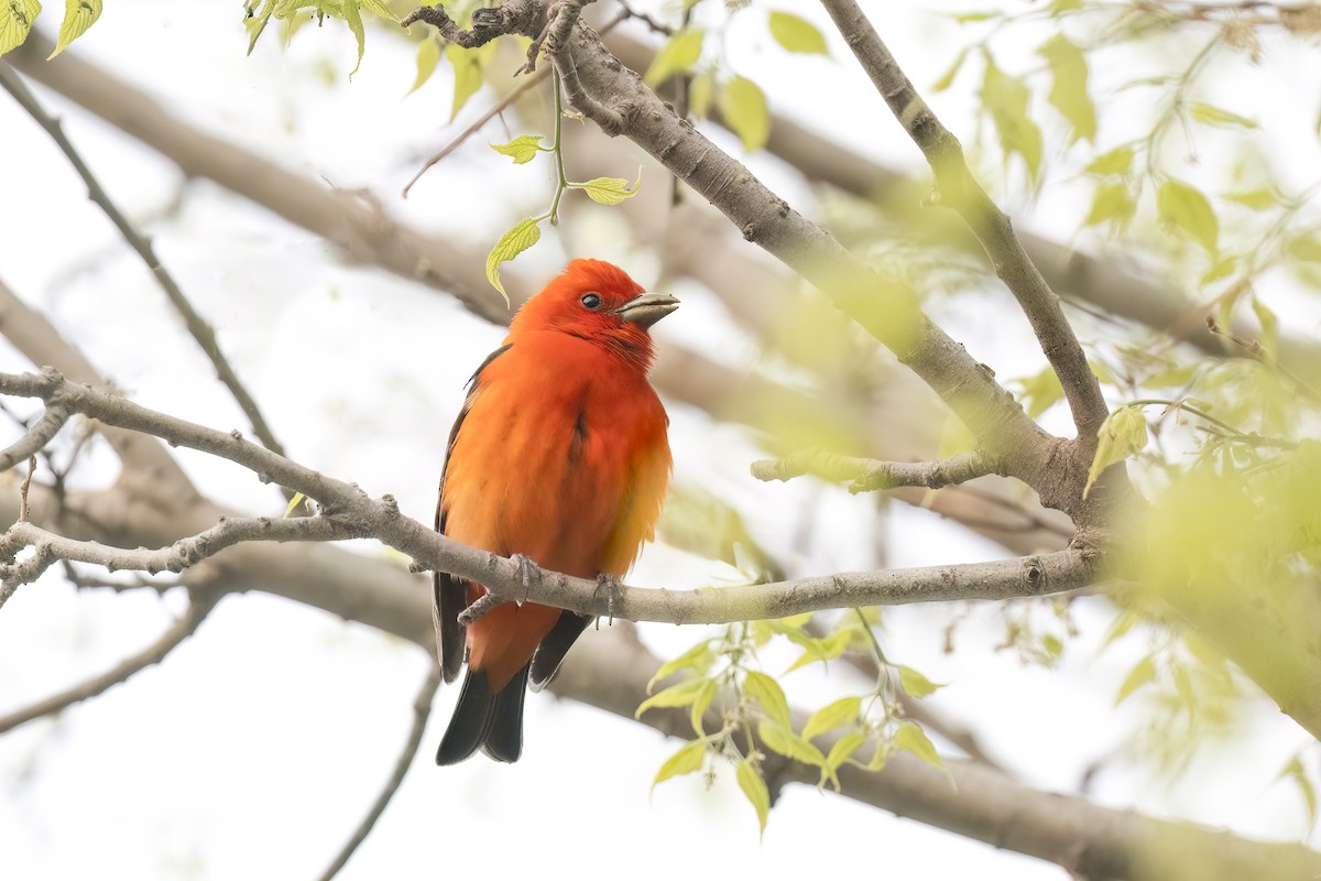 Scarlet Tanager - ML577799101