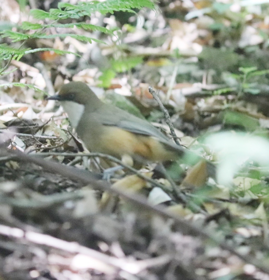 White-throated Laughingthrush - ML577799111