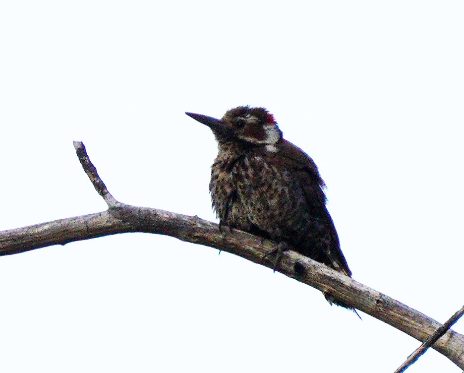 Arizona Woodpecker - Gaurav Parekh