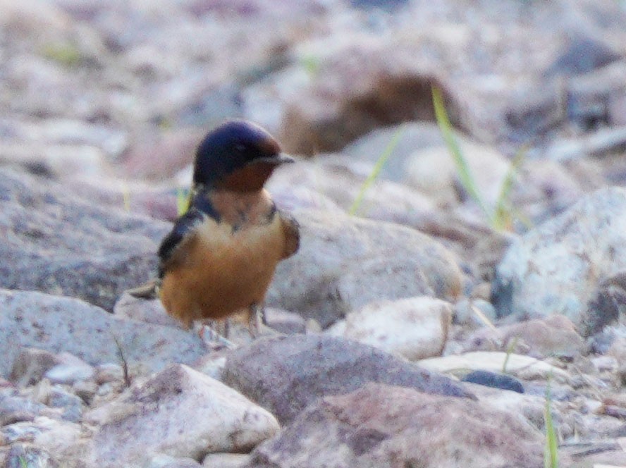 Barn Swallow - ML577799291