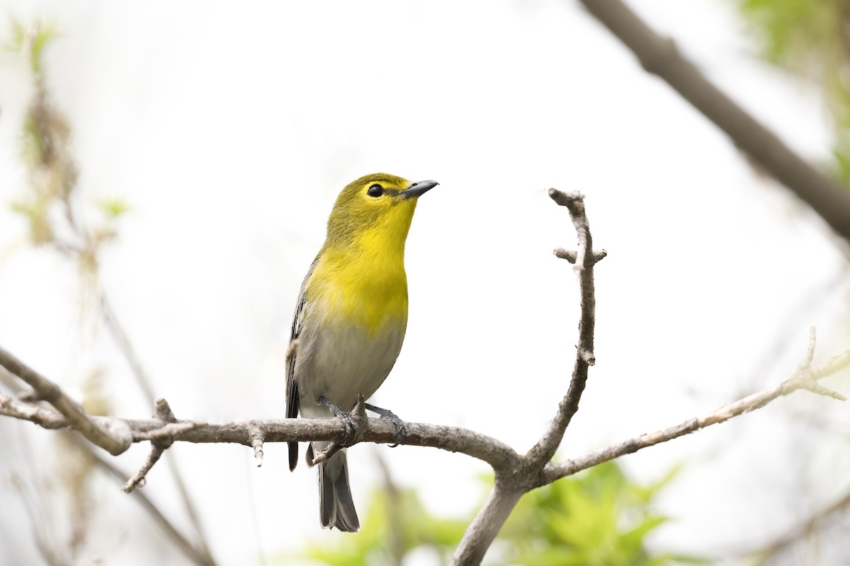 Yellow-throated Vireo - ML577799741