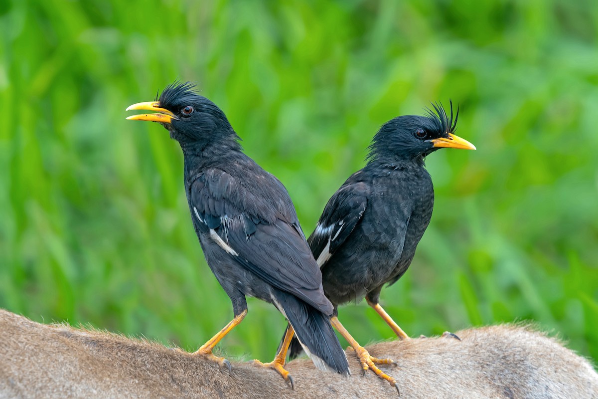 Great Myna - ML577800371