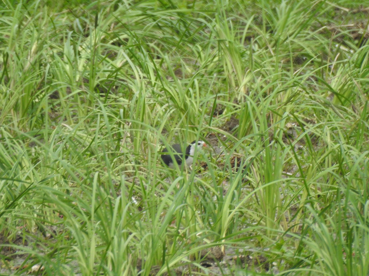 White-breasted Waterhen - ML577800551