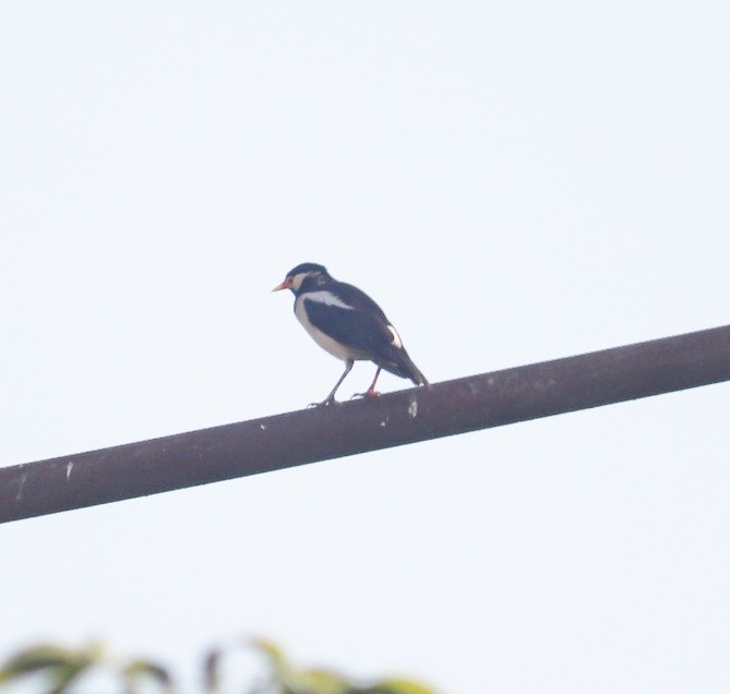 Indian Pied Starling - ML577800821