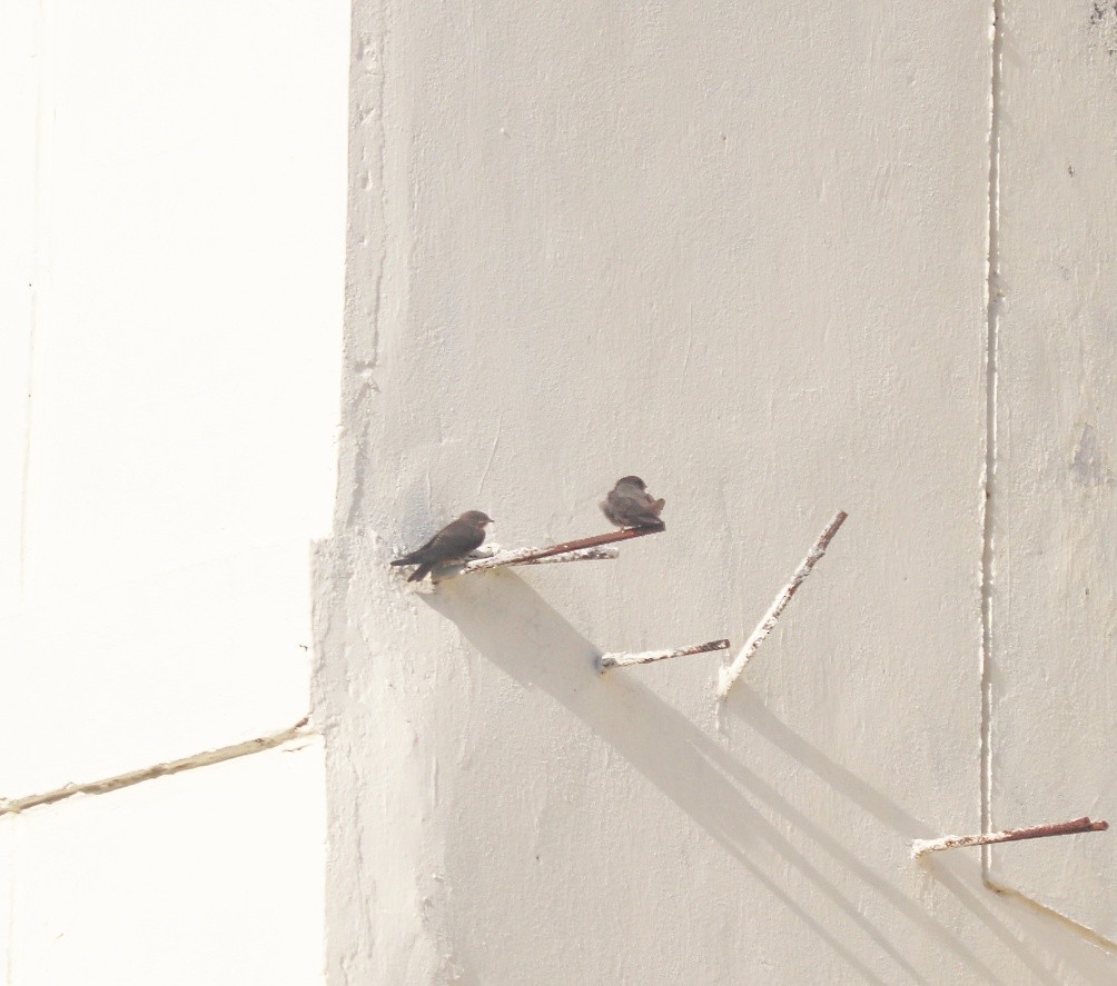 Dusky Crag-Martin - ML577801011