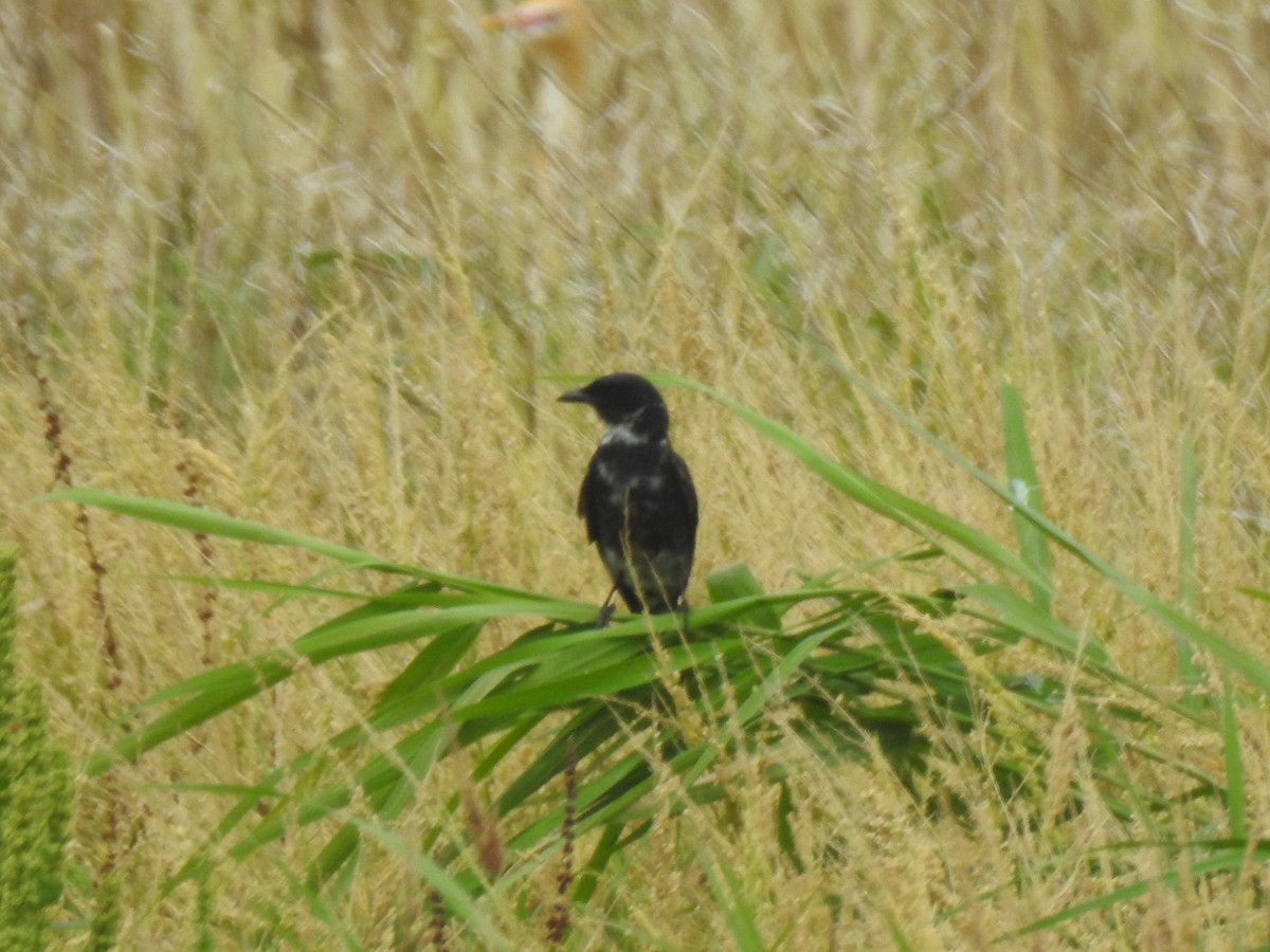 Black Drongo - ML577801051