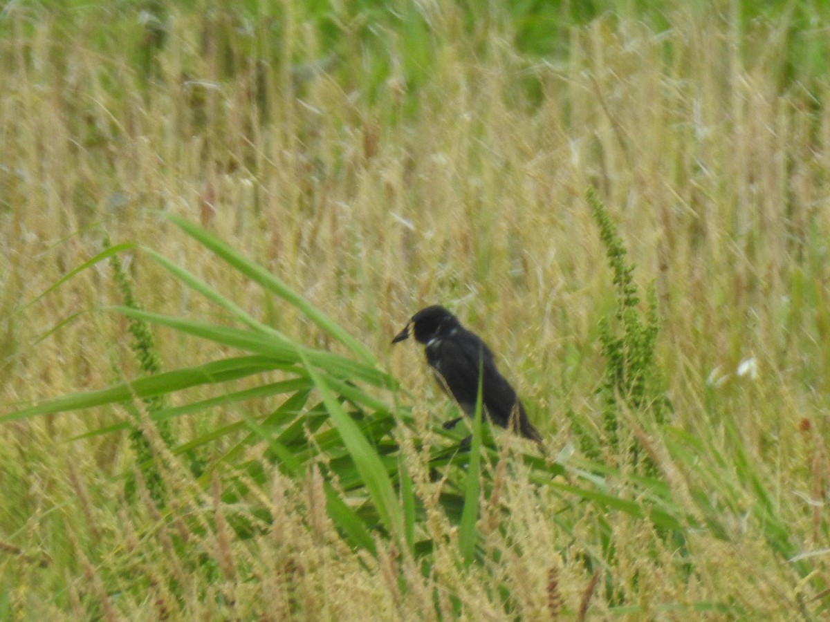 Black Drongo - ML577801061