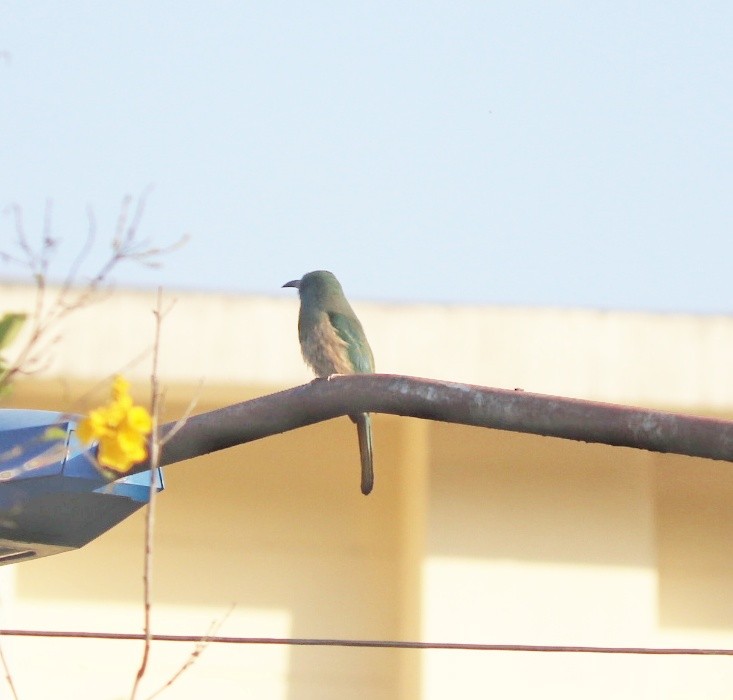 Blue-bearded Bee-eater - ML577801121